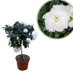 Azalea indica copa