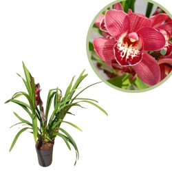 Orquídea cymbidium