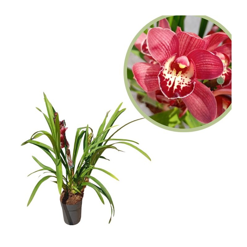 Orquídea cymbidium