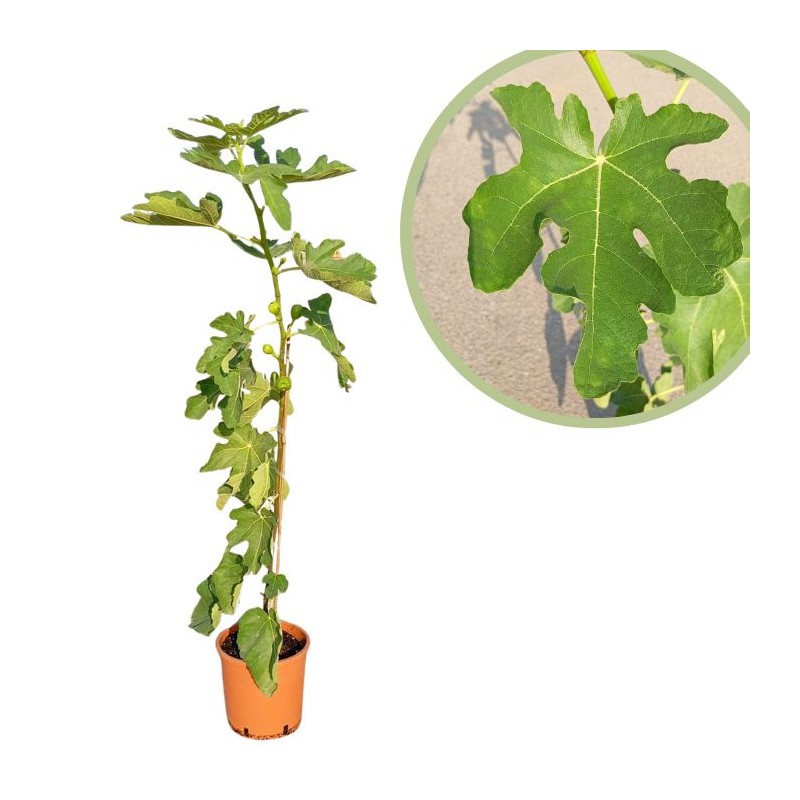 Higuera toro sentado