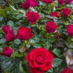 rosal scarlet bonica rojo