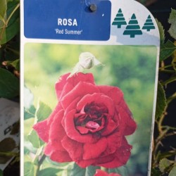 Rosal Red Summer