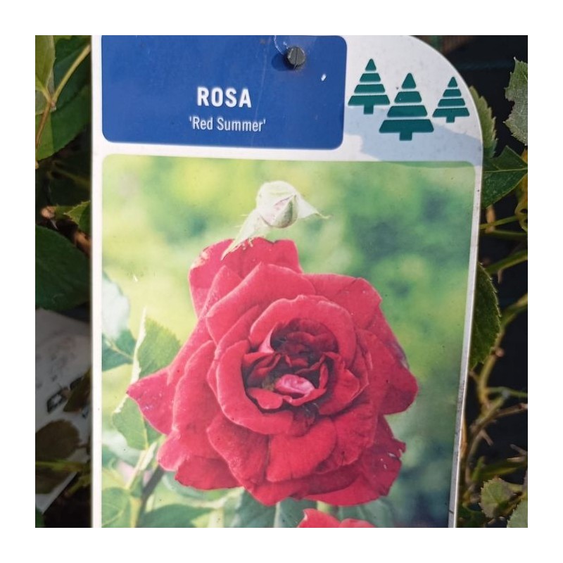 Rosal Red Summer