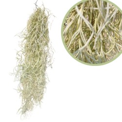 Tillandsia usneoides