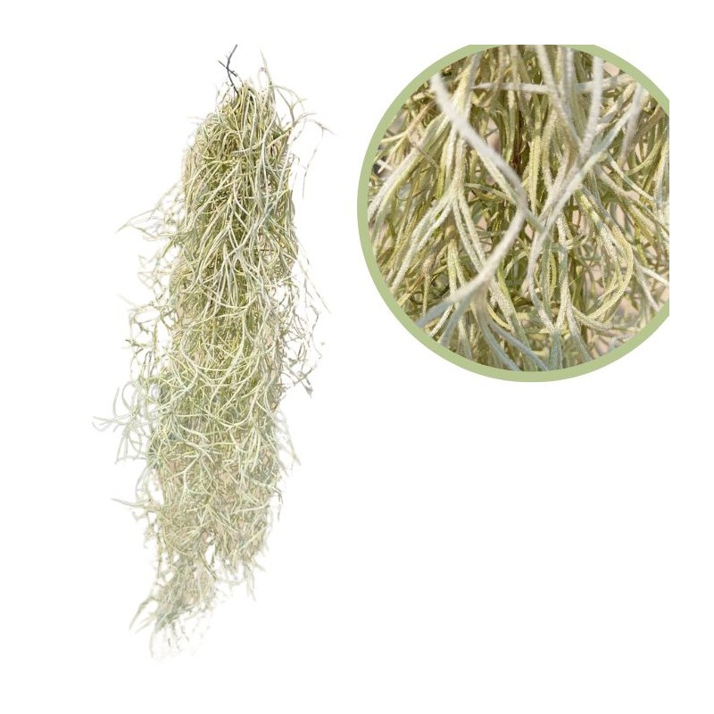 Tillandsia usneoides