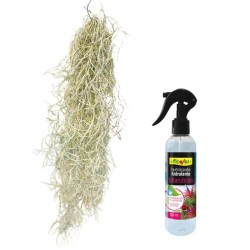 Pack Tillandsia y abono tillandsia