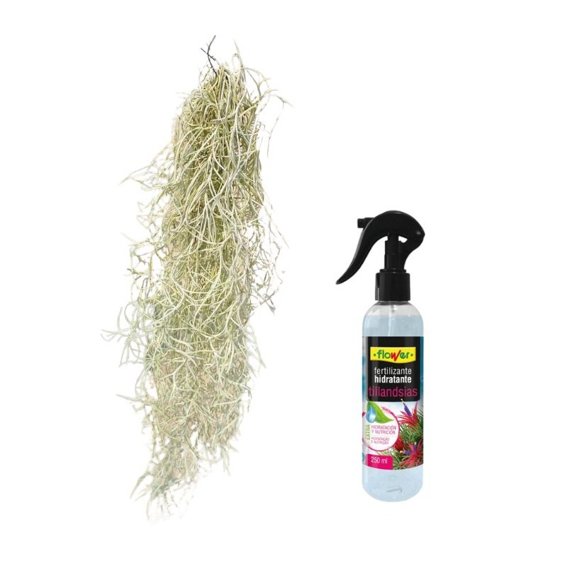 Pack Tillandsia y abono tillandsia