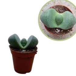 Pleiospilos