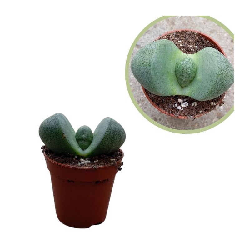 Pleiospilos
