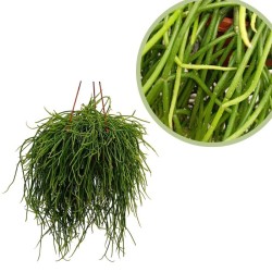 Rhipsalis colgar