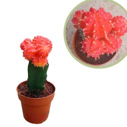 Gymnocalycium injertado