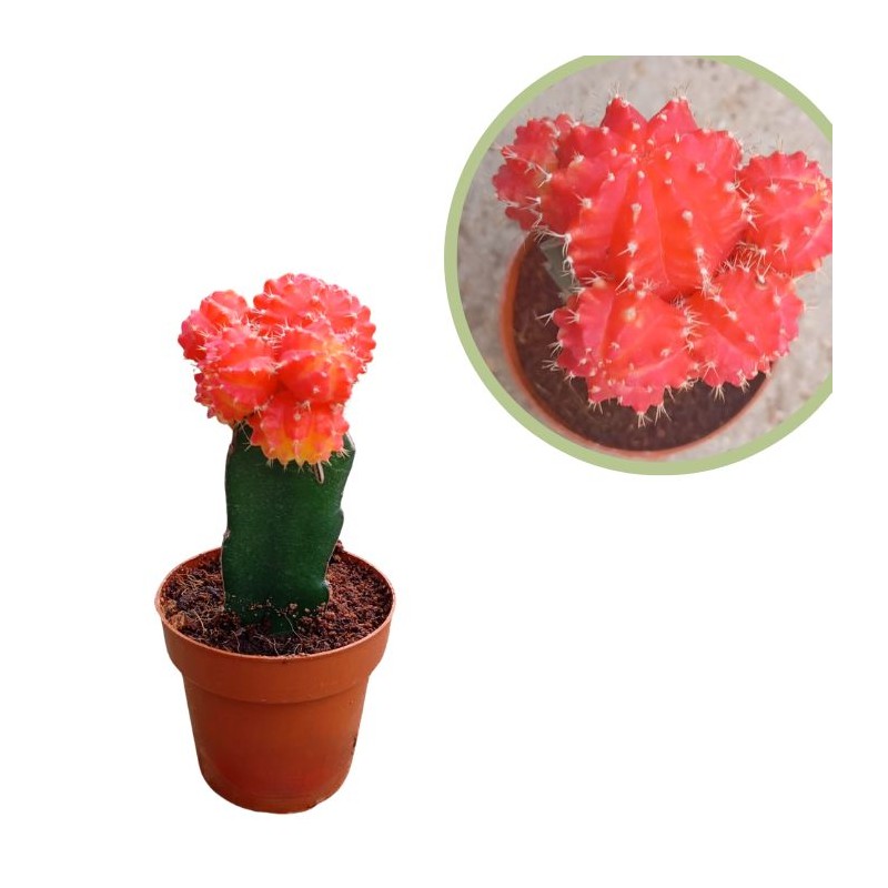 Gymnocalycium injertado