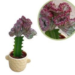 Euphorbia lactea cristata