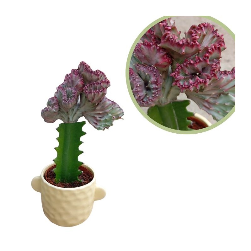 Euphorbia lactea cristata