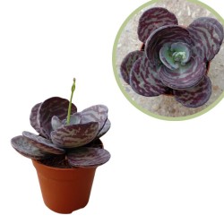 Kalanchoe blosshumilis zebra