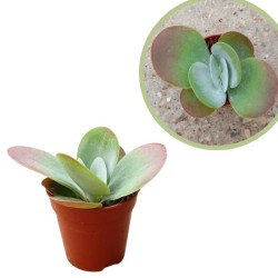 Kalanchoe thyrsiflora red lips