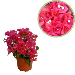 Bougainvillea corsario