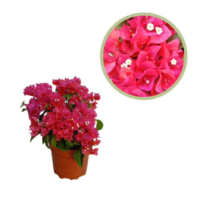 Bougainvillea corsario
