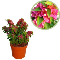 Bougainvillea mini thai