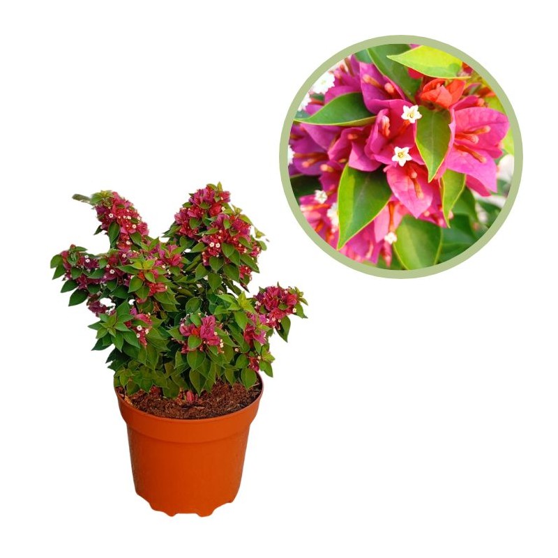 Bougainvillea mini thai