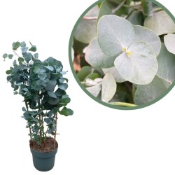 Eucalyptus cinerea silver dollar