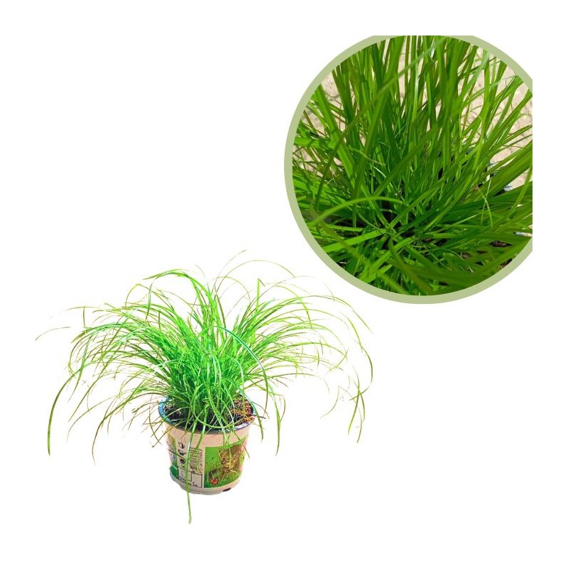 Cyperus alternifolius zumula