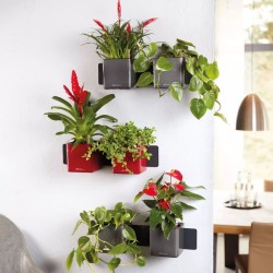 Green Wall Home Kit Glossy