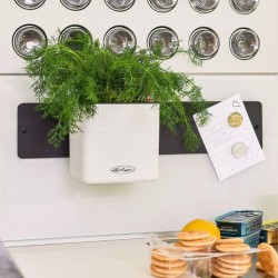 Green Wall Home Kit Color - Lechuza