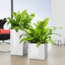 Macetero canto premium high Lechuza