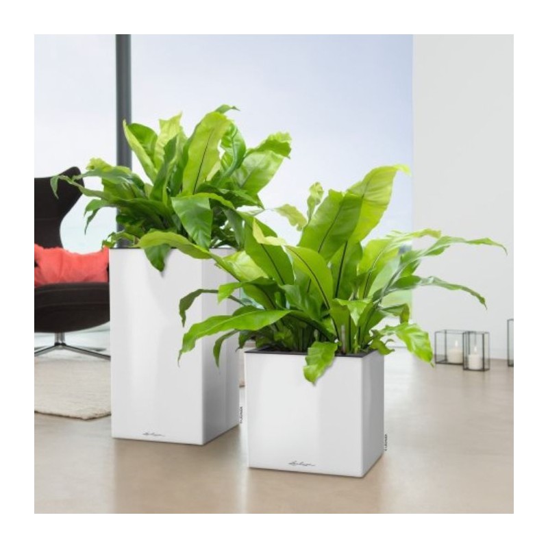 Macetero canto premium high Lechuza