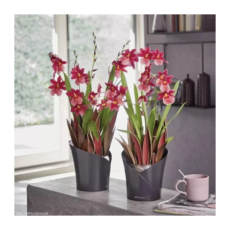 Macetero orchidea Lechuza