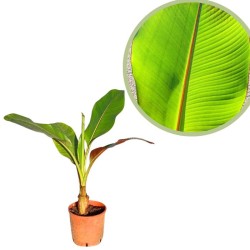 Musa ensete ventricosum maurelii