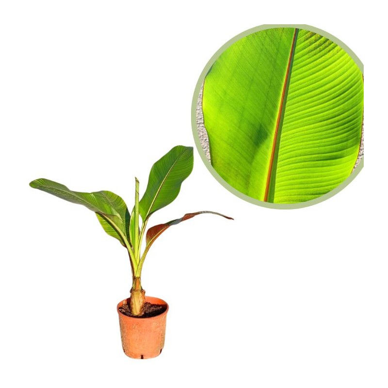 Musa ensete ventricosum maurelii