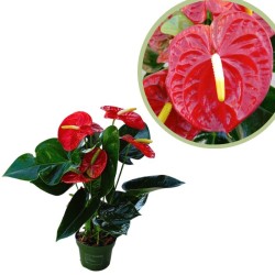 Anthurium rojo