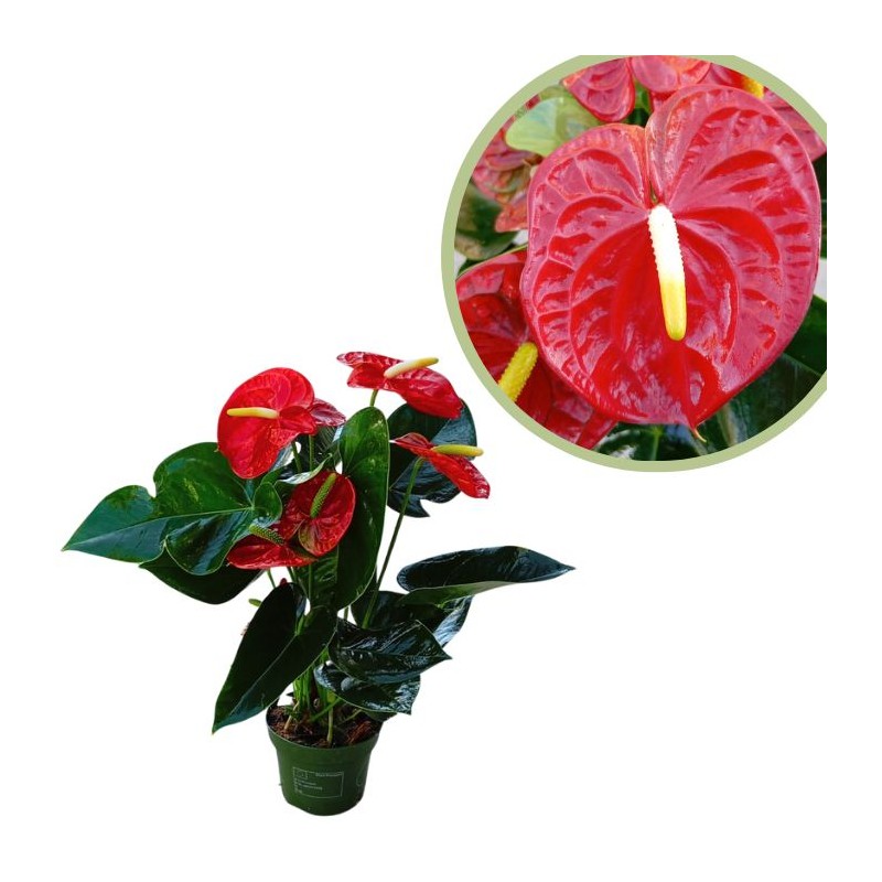 Anthurium rojo