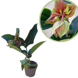 Medinella dolce rossa