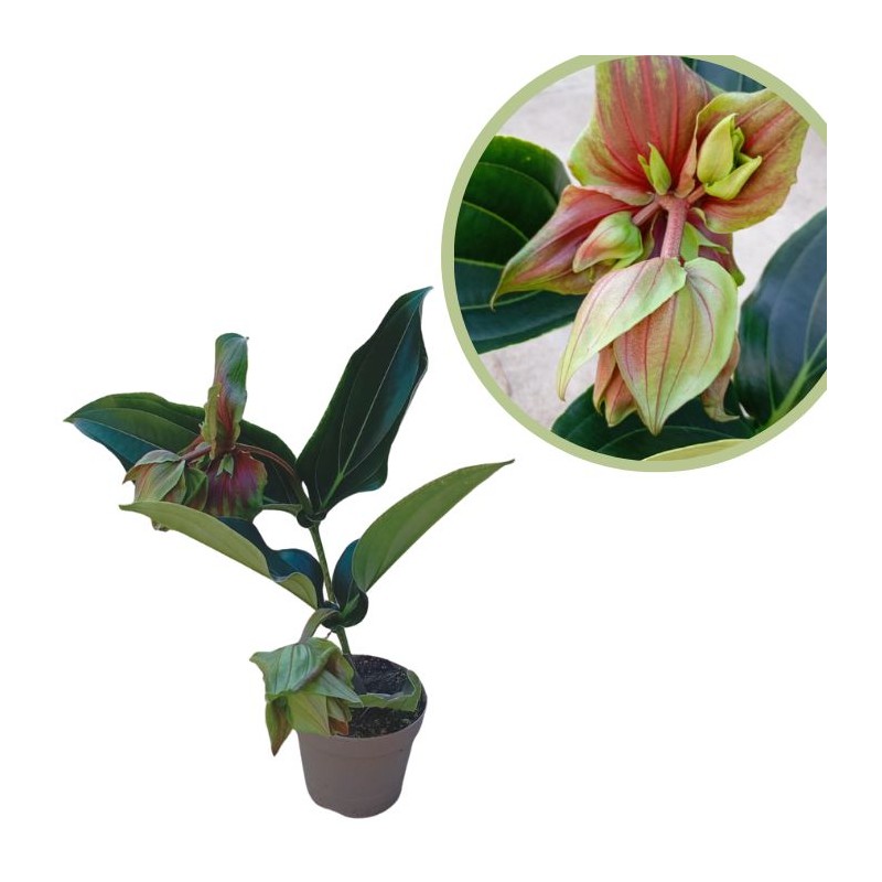 Medinella dolce rossa