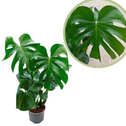 Philodendro monstera deliciosa
