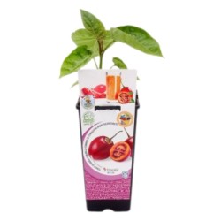 Tamarillo Certificado M.P.S