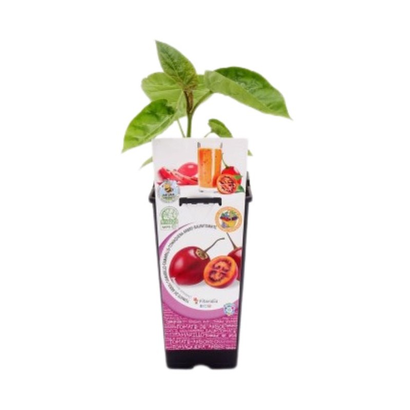 Tamarillo Certificado M.P.S