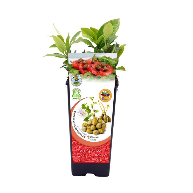 Alcaparra