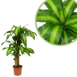 Dracaena massageana
