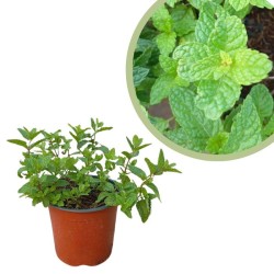 Mentha HierbaBuena