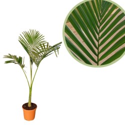 Archontophoenix alexandrae