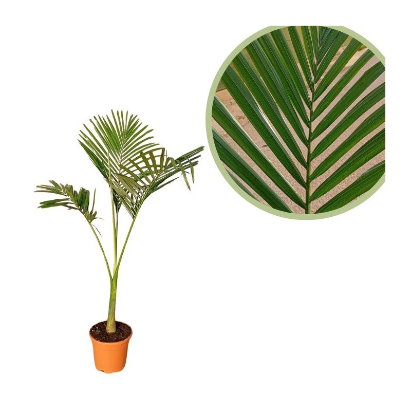 Archontophoenix alexandrae