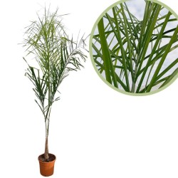 Arecastrum romanzoffianum