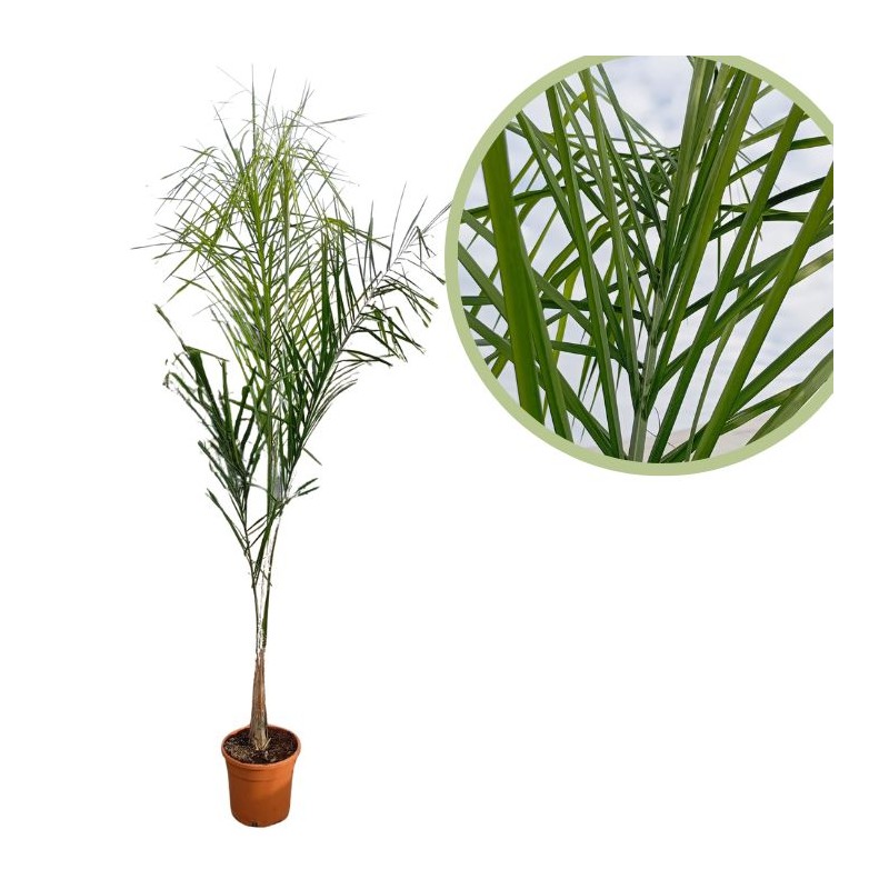 Arecastrum romanzoffianum