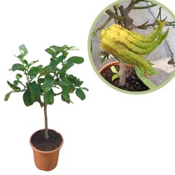 Citrus médica digitata