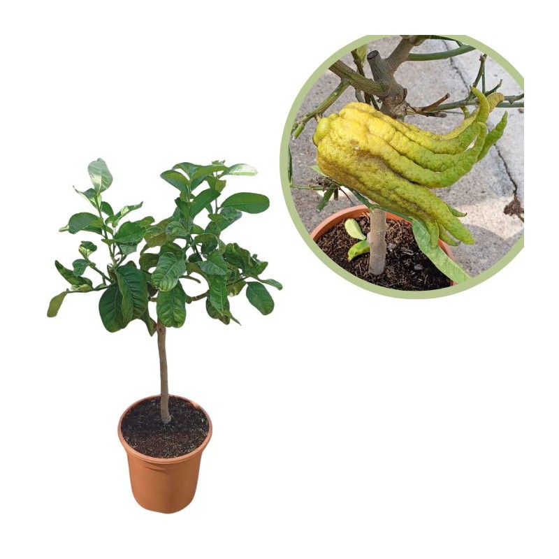 Citrus médica digitata