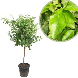 Limonero forma de copa